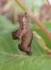 Limenitis reducta